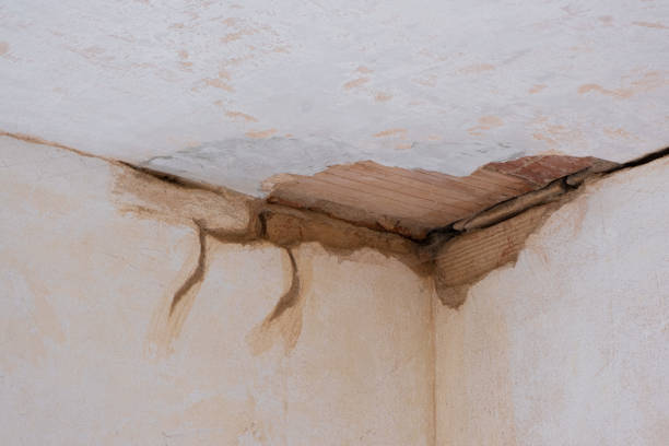 Best Mold removal after water damage  in Markham, IL